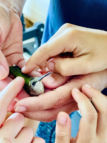Tiny hummingbird held in woman’s hand after being rescued