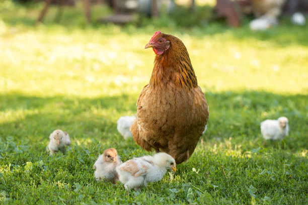 pollame in un cortile rurale. gallina e polli in un'erba nel villaggio contro le foto del sole. gallus gallus domesticus. allevamento biologico di pollame. agricoltura biologica. economia sostenibile. agricoltura naturale. - gallina foto e immagini stock