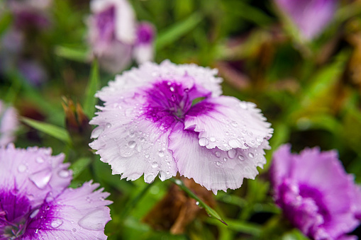 A focused image of the flowerhead of a Dianthus chinensis or Chinese pink flower head the the ends of the petals being pushed back with the weight of the rainwater that remains on the flower head.