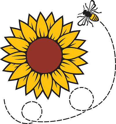 Sunflower and flying Bee color vector