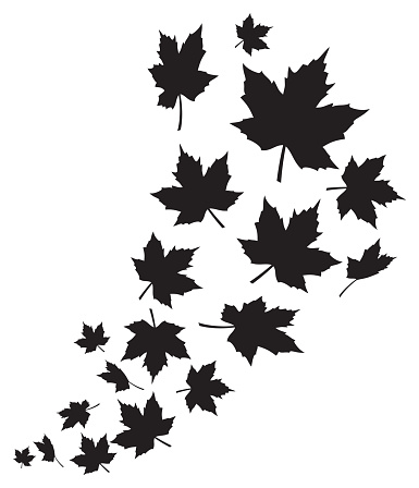 Swirl of falling maple leaves vector illustration