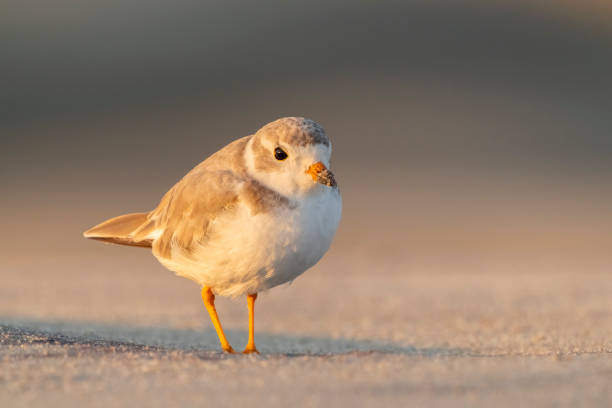 istock Piping Plover Shorebird on a Sandy Beach in Warm Morning Light 1332868281