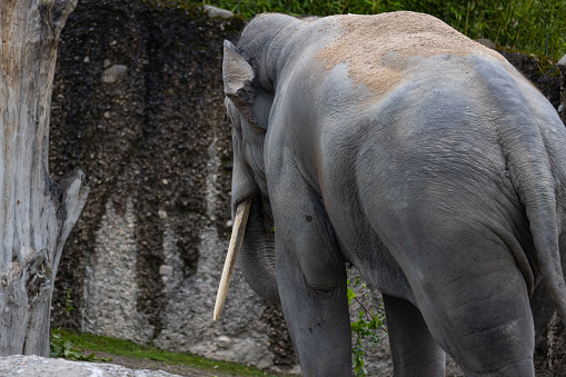 African Elephant, Kruger National Park, South Africa