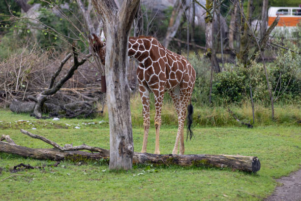 A giraffe walking through the savannah and eats some leaves from the trees. You see some other giraffes in the background. The giraffe is one of the biggest animal on earth. stock photo