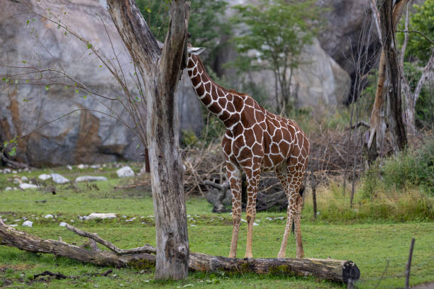 istock A giraffe walking through the savannah and eats some leaves from the trees. You see some other giraffes in the background. The giraffe is one of the biggest animal on earth. 1332870664