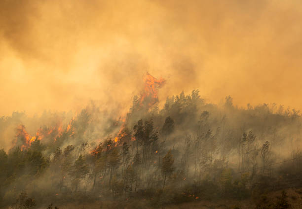 istock Forest fire in Manavgat, Antalya, Turkey 1332870729