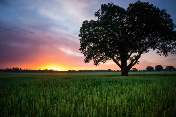 istock A beautiful summer crop field during morning hours. 1332871729
