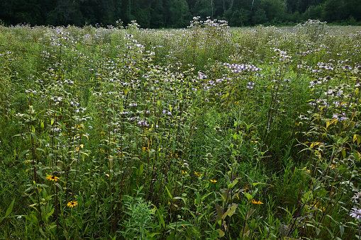 Pollinator meadow at Hidden Valley Preserve in Washington, Connecticut. Second of two.