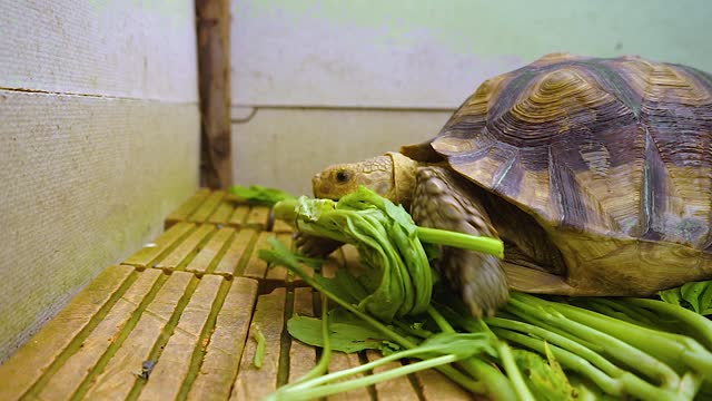 Овощ черепаха. Ограждение для яиц черепахи Тайланд. Какой овощ всегда носит с собой черепаха. Едят ли черепахи овощи.