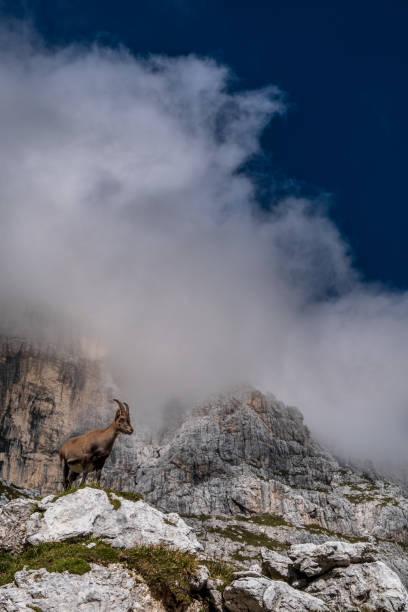 istock Steinbocks in the Julian alps 1332873314