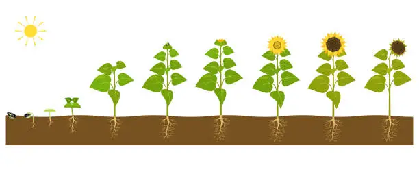 Vector illustration of The process of growing a sunflower from seed to ripe plant.