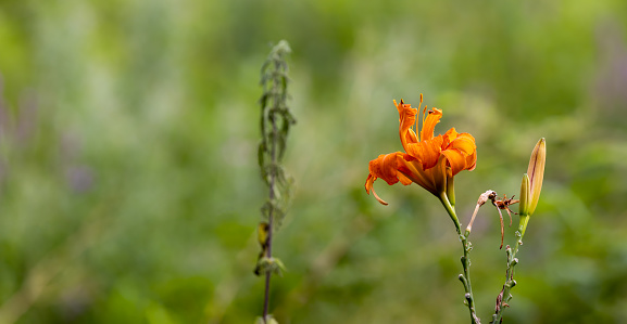 orange wild lily on green background, panorama