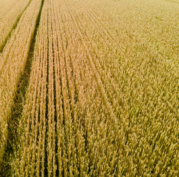 istock Lush ripe wheat field on a local farm ready for harvest. 1332874380
