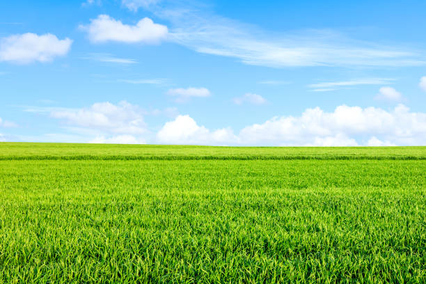 istock Endless grassland and sky natural landscape in springtime 1332874826