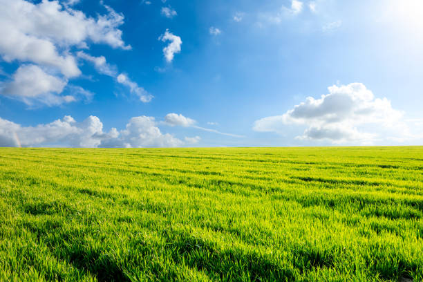 istock Endless grassland and sky natural landscape in springtime 1332874938