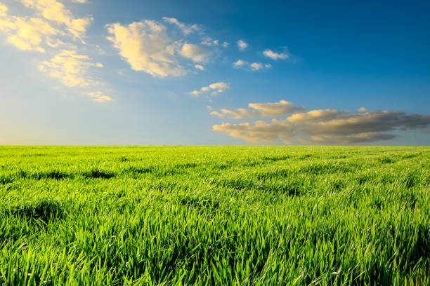 istock Endless grassland and sky natural landscape in springtime 1332876063