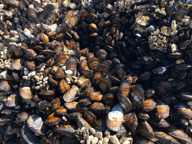 istock A Bed of Mussels 1332877382