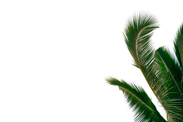 istock beauty green fresh coconut fruit tree with shadow long leaves, isolated on white background 1332880010