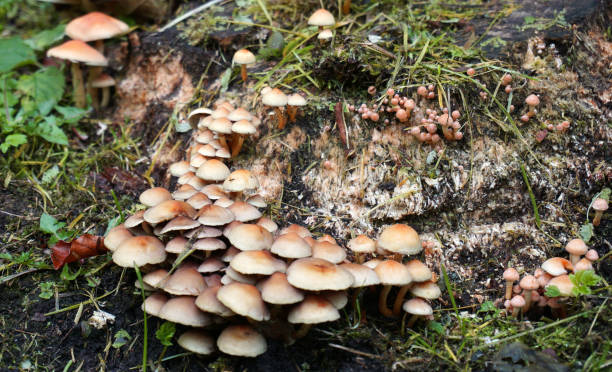 istock Groups of little mushrooms on a dead tree trunk 1332881081