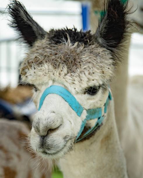 istock Bad Hair Day Alpaca. 1332883352