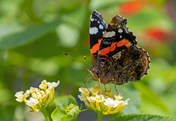 Red Admiral Butterfly in summer August 2021: Red Admiral Butterfly sitting on a flower vanessa atalanta stock pictures, royalty-free photos & images
