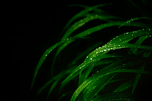 green leaves with raindrops against dark background with copy space