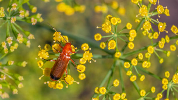 Téléphore fauve, (Rhagonycha fulva), Common Red Soldier Beetle. A tawny Telephore on a fennel plant. rhagonycha fulva stock pictures, royalty-free photos & images