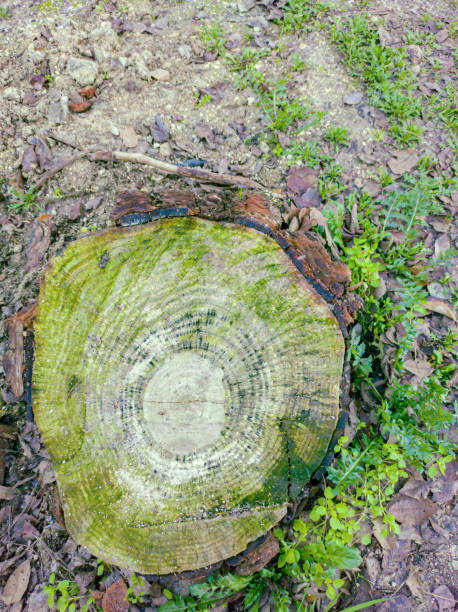 istock Moss-covered wooden trunk 1332887444