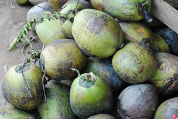 istock coconuts sold at roadside stalls 1332888429