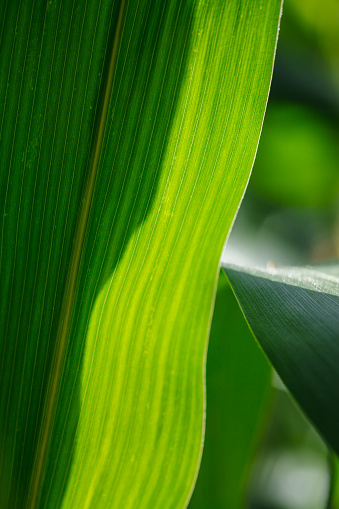 Wavy natural lines of green corn leaves with rich natural texture and translucent structure. Close-up details  under sun backlighting.