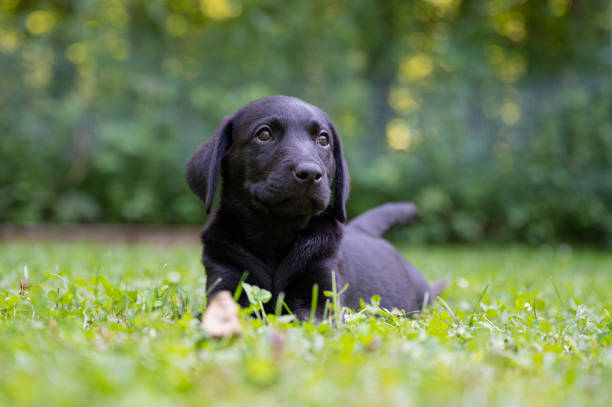 istock Black labrador puppy lying in grass 1332891767