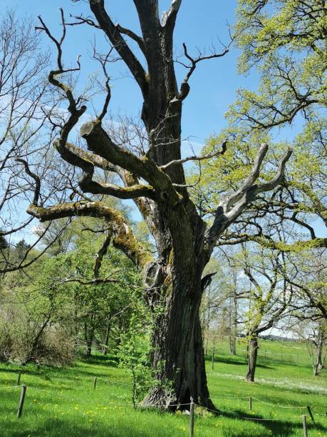 istock An old tree in the park 1332891779