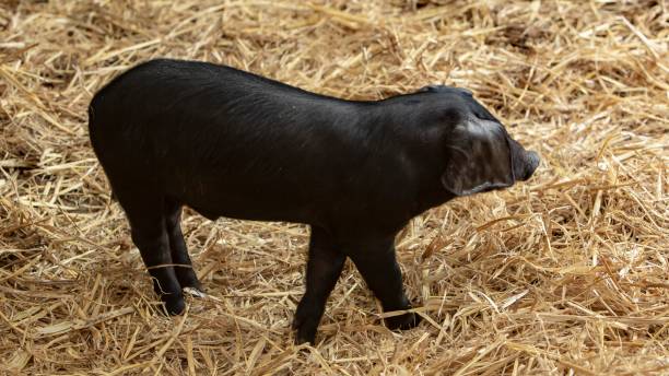 istock Large Black Pig Breed Piglet In Straw. 1332892394