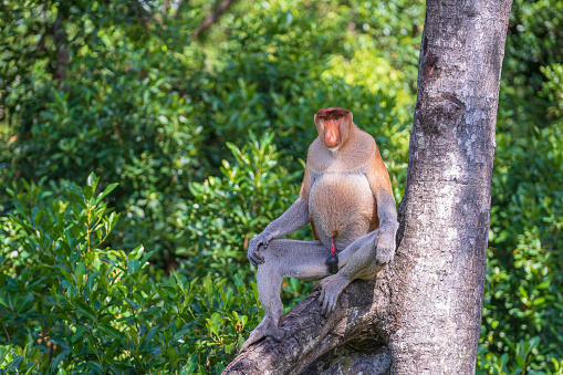 Family of wild Proboscis monkey or Nasalis larvatus or Dutch monkey, in the rainforest of island Borneo, Malaysia, close up. Amazing monkey with a massive pendulous nose