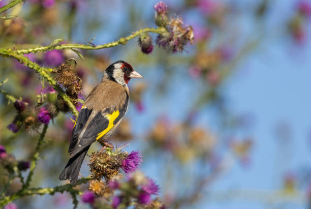 European goldfinch with juvenile plumage, feeding on the seeds of thistles. Juvenile European goldfinch or simply goldfinch, latin name Carduelis carduelis, Perched on a Branch of thistle