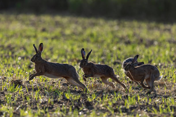 istock Four european hares 1332894893