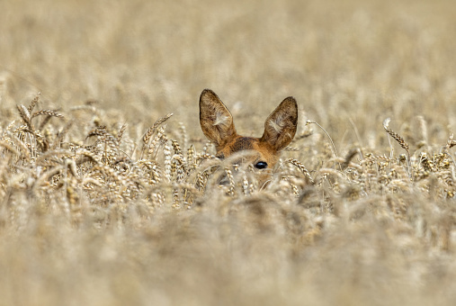 Female roe deer (Capreolus capreolus) hiding in a cereal field.