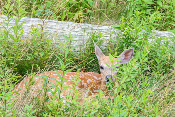 Fawn hidden in a field A fawn with white spots resting in a grassy field. Much of the fawn, is hidden by grass and plants. Fawn is looking towards camera. deer hide stock pictures, royalty-free photos & images