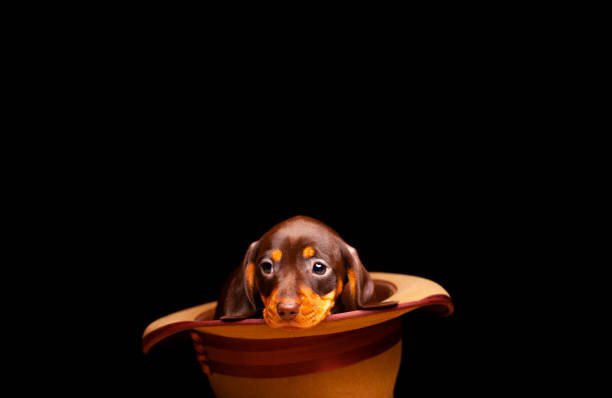 istock image of dog hat dark background 1332895994