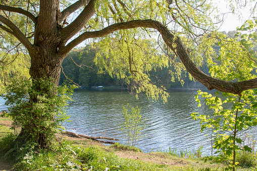 A mature tree hangs its branches over a river in High Park in Toronto, Ontario.