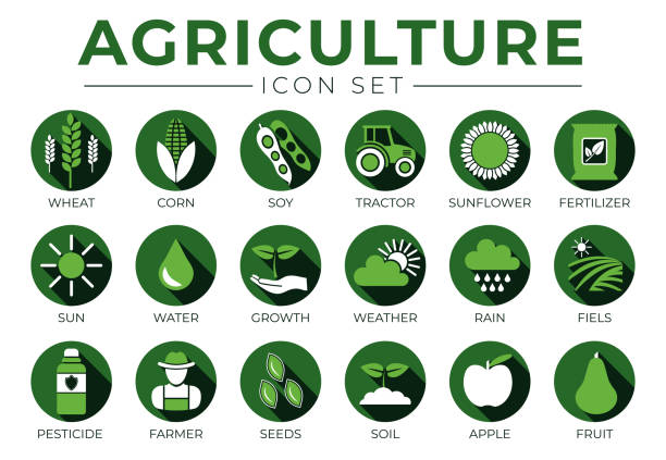 Dark Green Agriculture Round Icon Set of Wheat, Corn, Soy, Tractor, Sunflower, Fertilizer, Sun, Water, Growth, Weather, Rain, Fields, Pesticide, Farmer, Seeds, Soil, Apple, Fruit Icons. Dark Green Agriculture Round Icon Set of Wheat, Corn, Soy, Tractor, Sunflower, Fertilizer, Sun, Water, Growth, Weather, Rain, Fields, Pesticide, Farmer, Seeds, Soil, Apple, Fruit Icons. fertilizer illustrations stock illustrations