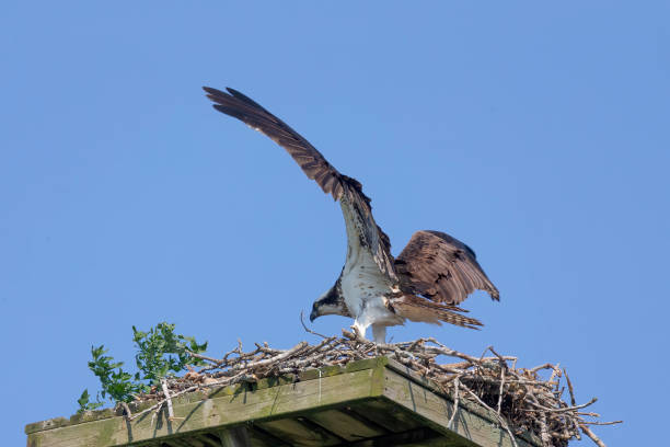 istock The western osprey (Pandion haliaetus ) on the nest. 1332900154