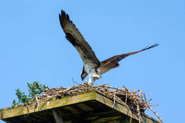 istock The western osprey (Pandion haliaetus ) on the nest. 1332900229