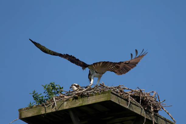 istock The western osprey (Pandion haliaetus ) on the nest. 1332900232