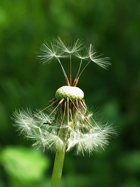 elegantes con la última semillas de diente de león - dandelion uncertainty flower single flower fotografías e imágenes de stock