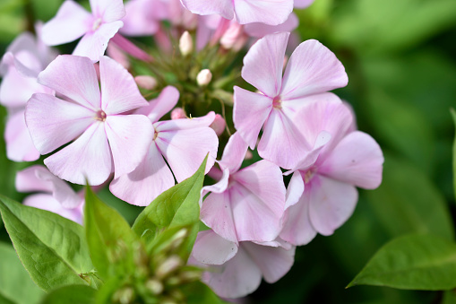 Flowers phlox paniculate apple blossom in the garden