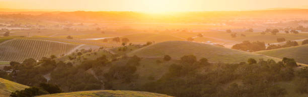 sonnenaufgang auf den mit weinreben bedeckten hügeln des weinlandes - vineyard california vine panoramic stock-fotos und bilder