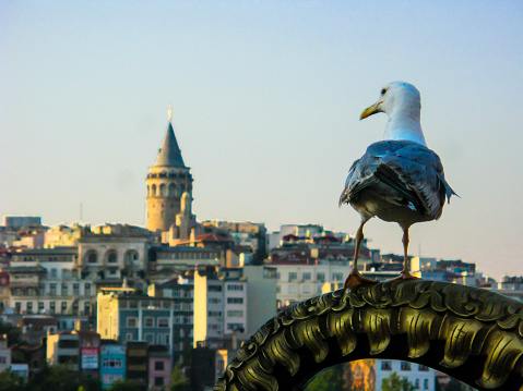 Seagull with Galata Tower background in İstanbul