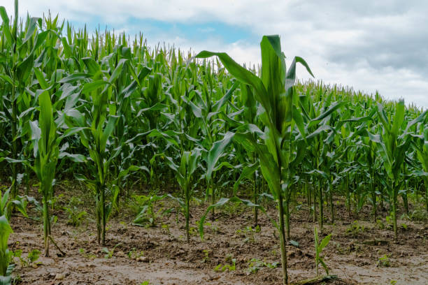 istock Culture growing corn crop field 1332903384