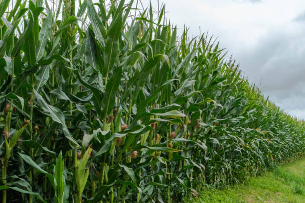 istock Perspective culture growing corn crop field 1332903417